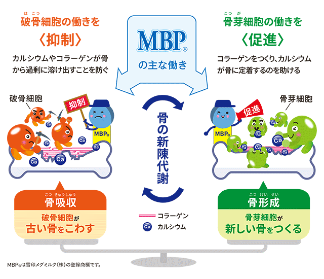 MBPが破骨細胞の働きを抑制し、骨芽細胞の働きを促進して骨の新陳代謝を支える仕組みを示す図。