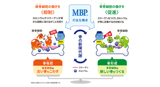 MBPが破骨細胞の働きを抑制し、骨芽細胞の働きを促進して骨の新陳代謝を支える仕組みを示す図。