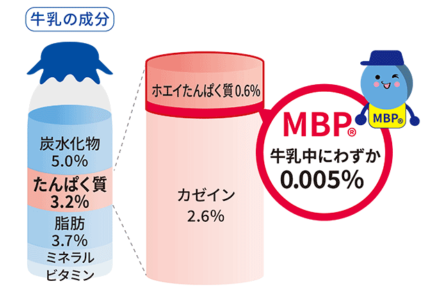 牛乳の成分とたんぱく質の内訳を示す図。MBPは牛乳中にわずか0.005％含まれる。