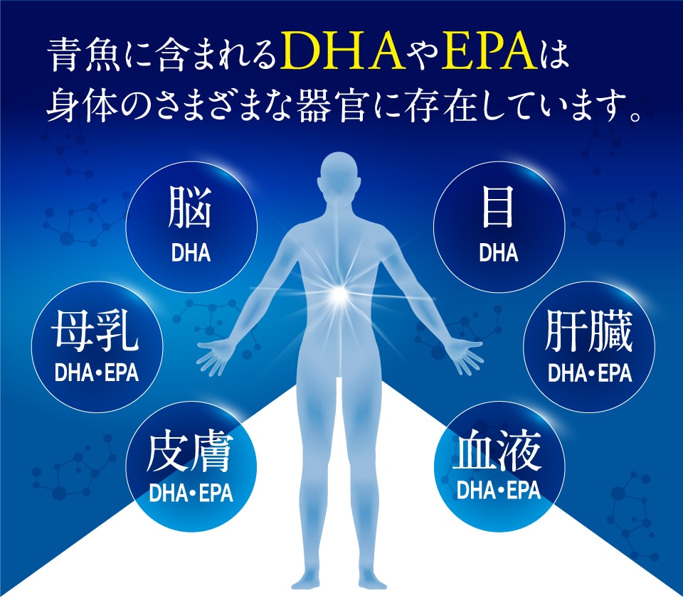 青魚に含まれるDHAやEPAは身体のさまざまな器官に存在しています。