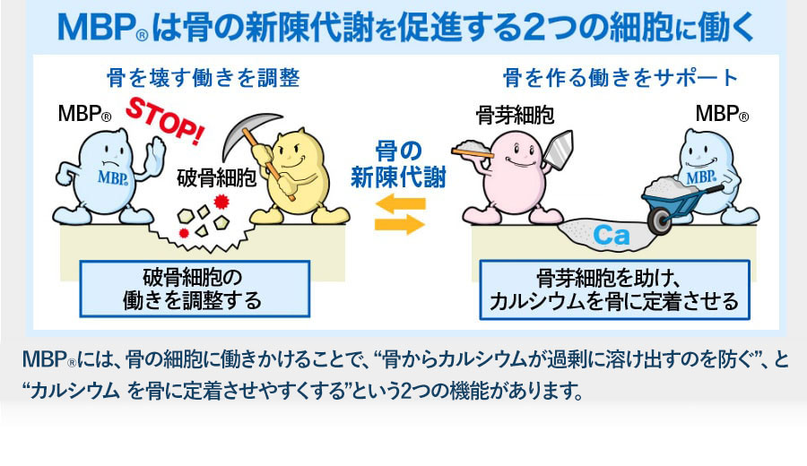 MBP(R)は骨の新陳代謝を促進する2つの細胞に働く