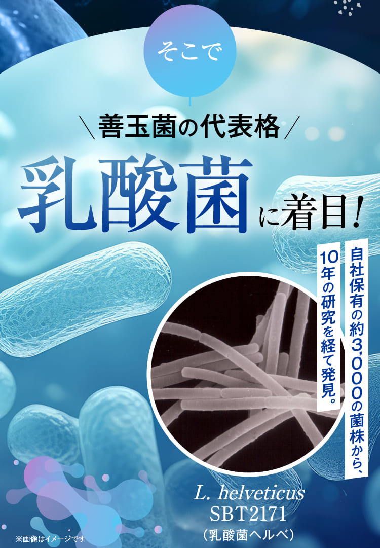 乳酸菌に着目！